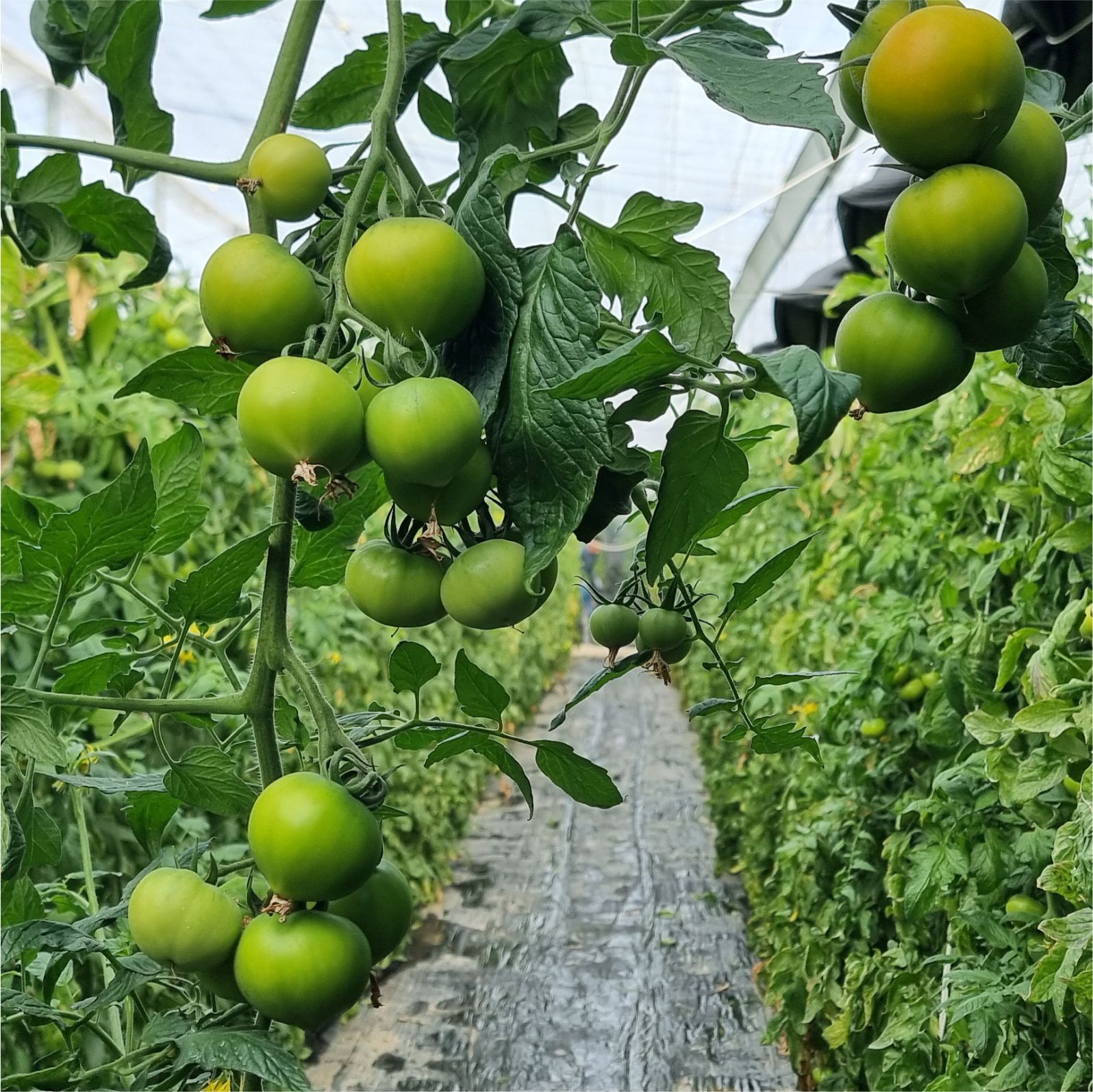 Tomates invernadero