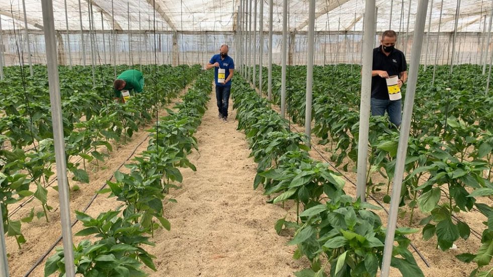 Control Biol Gico De Plagas En Pimiento Escuela Agraria V Car