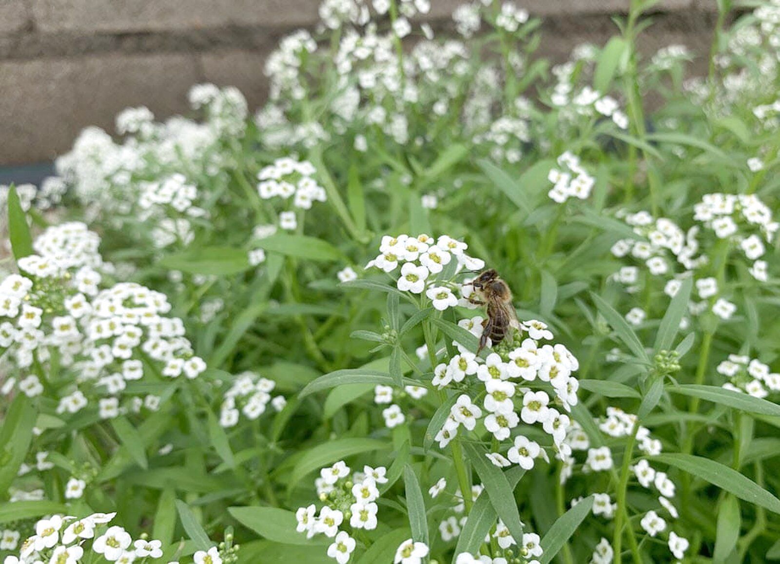 Libando néctar en Lobularia de seto de biodiversidad en huerto ecológico