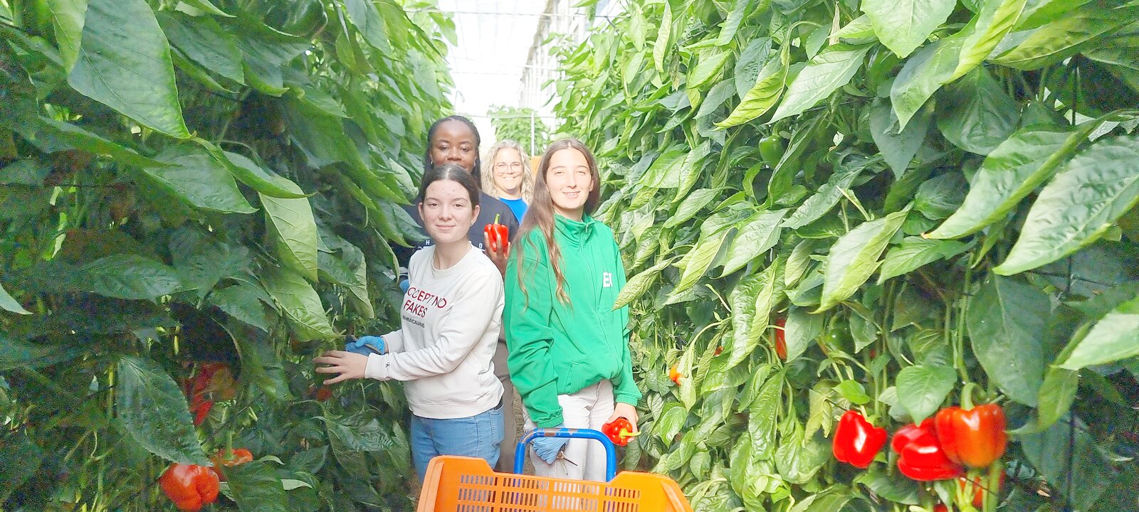 Recolección de pimiento california en nave 1