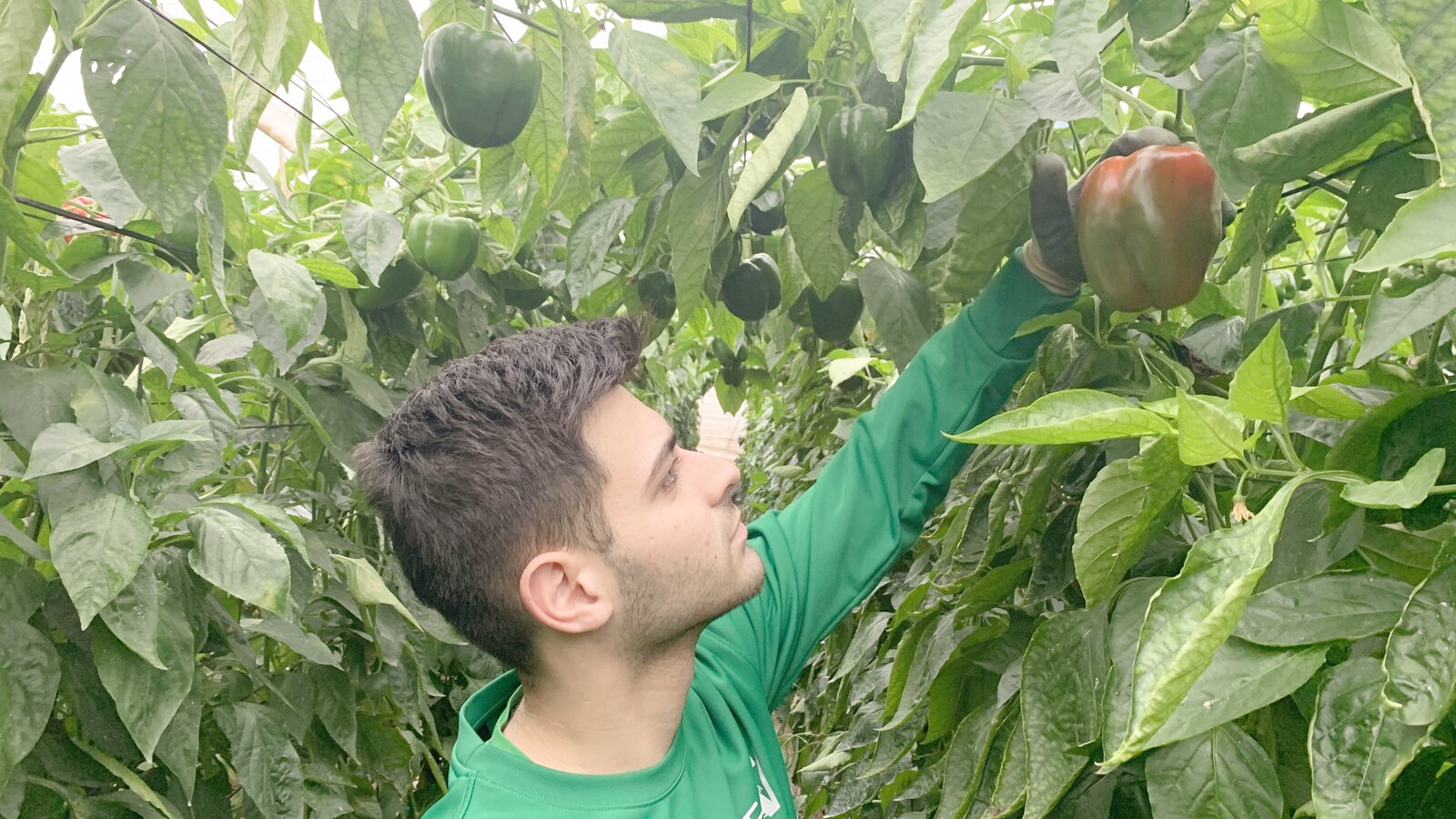 Cultivo de pimiento california en nave 1