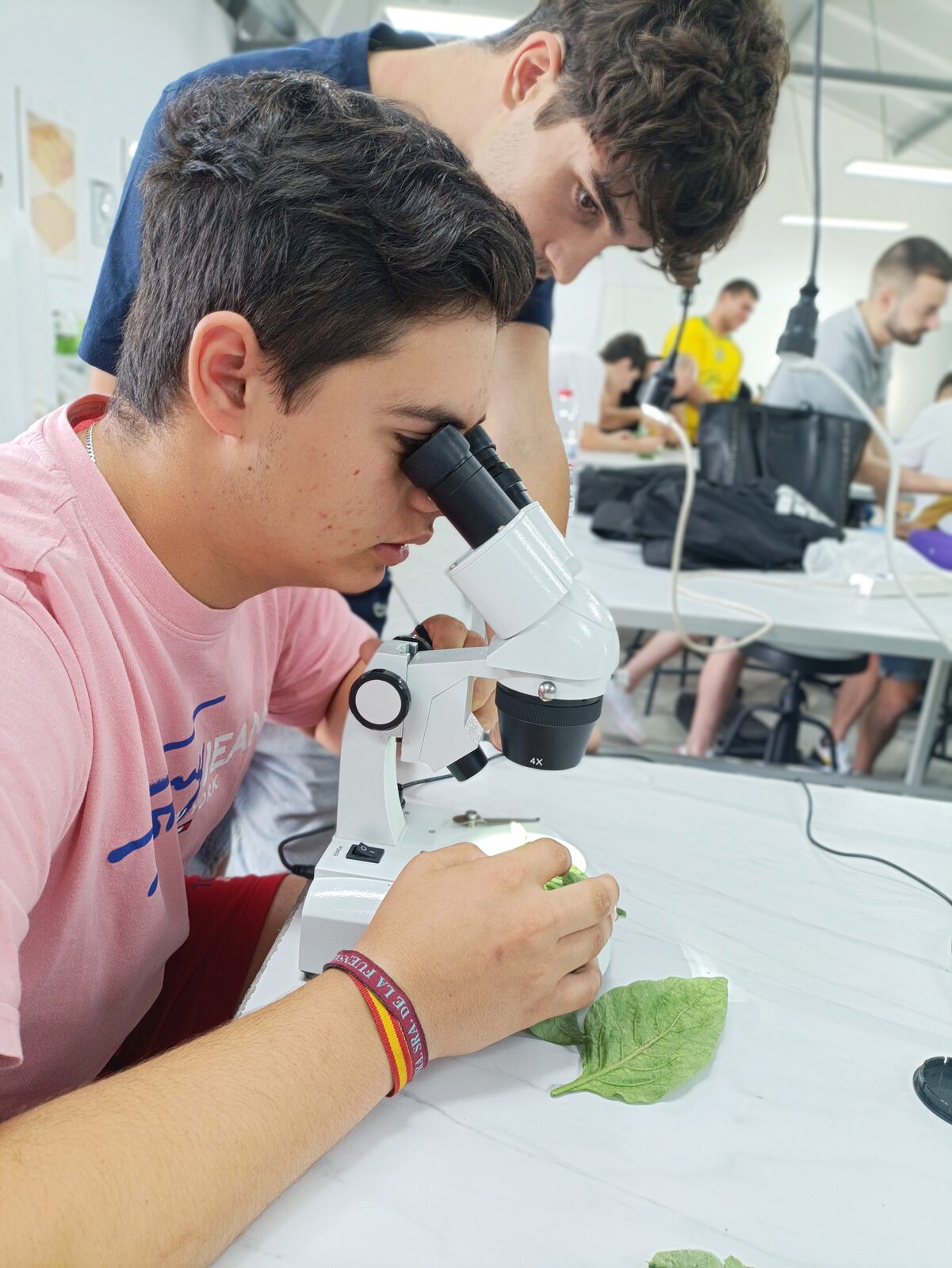 Identificación de plagas en laboratorio
