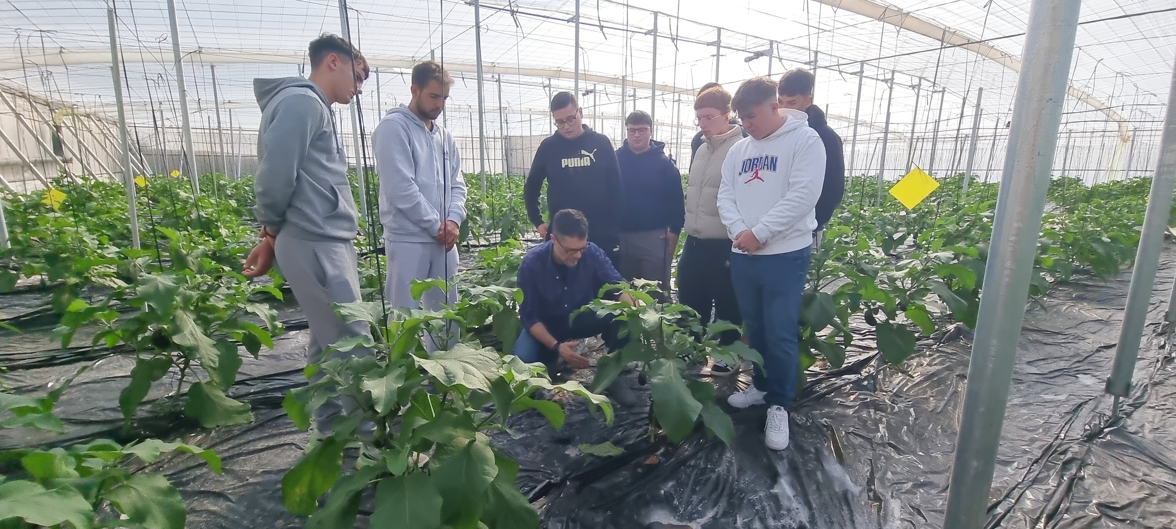 Práctica de Producción Agraria en cultivo de berenjena, nave 3