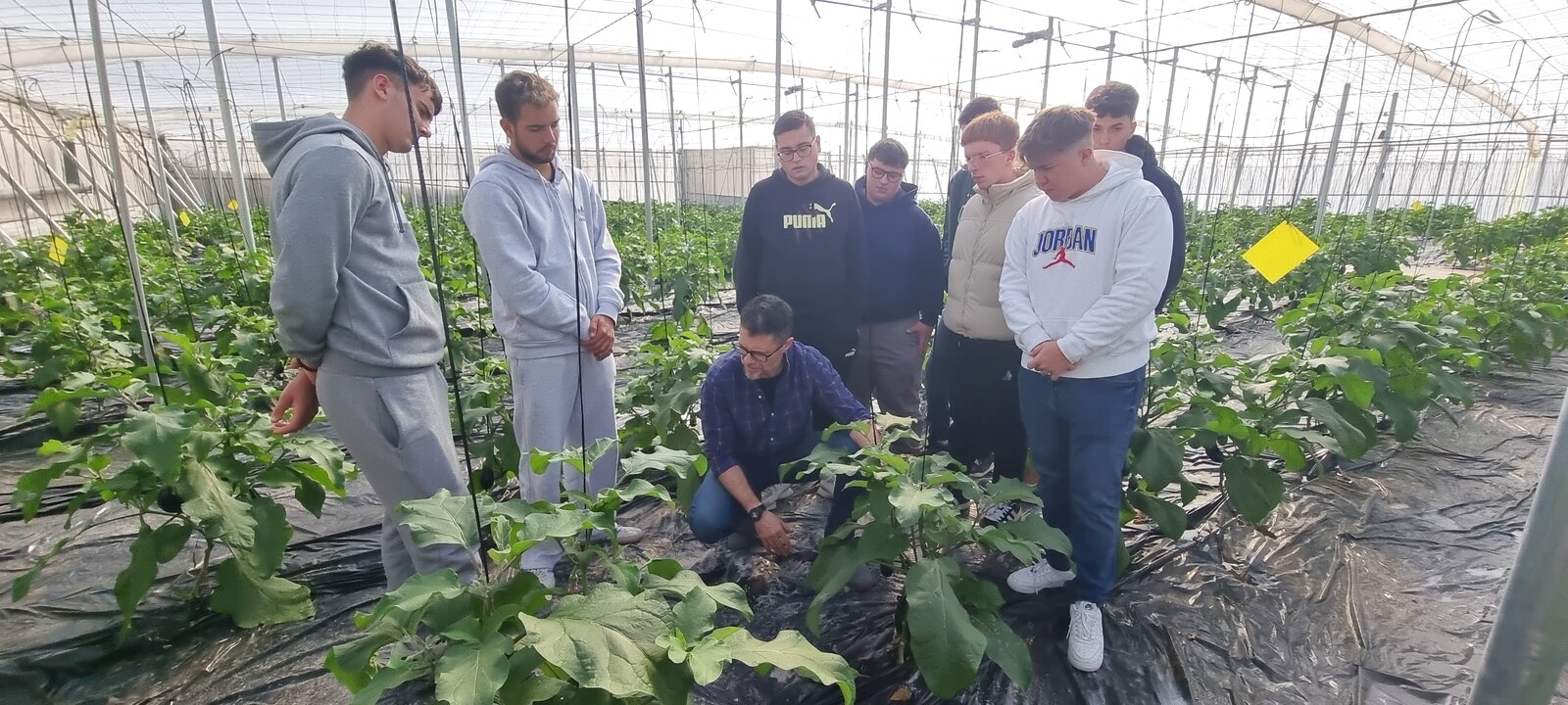 Práctica de Producción Agraria en Berenjena de nave 3
