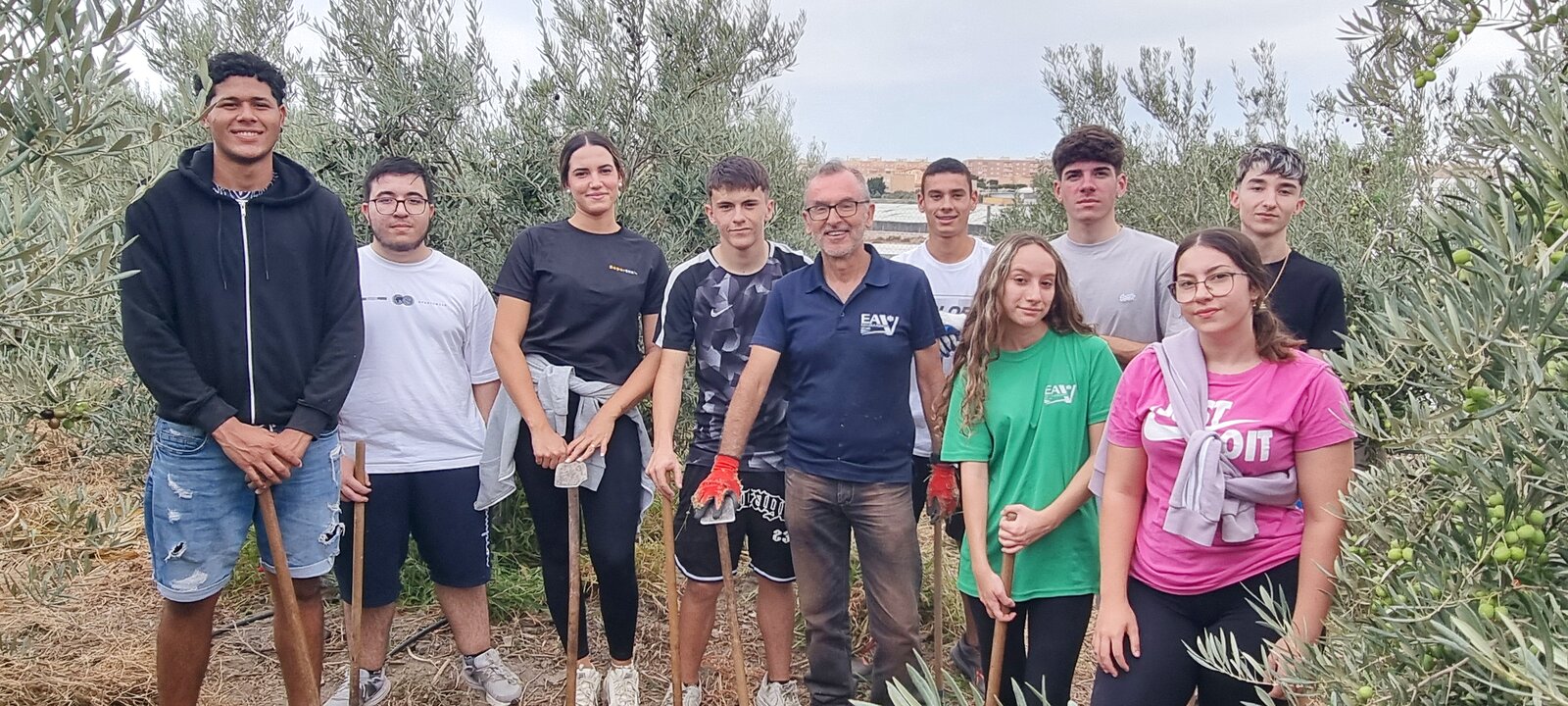 Control de malas hierbas en olivar ecológico