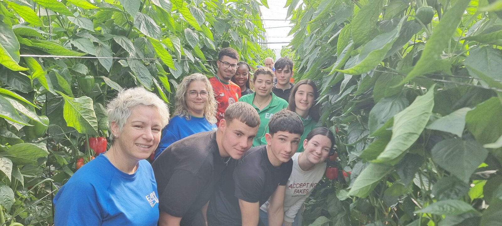 Práctica de cosechado de pimiento california en nave 1