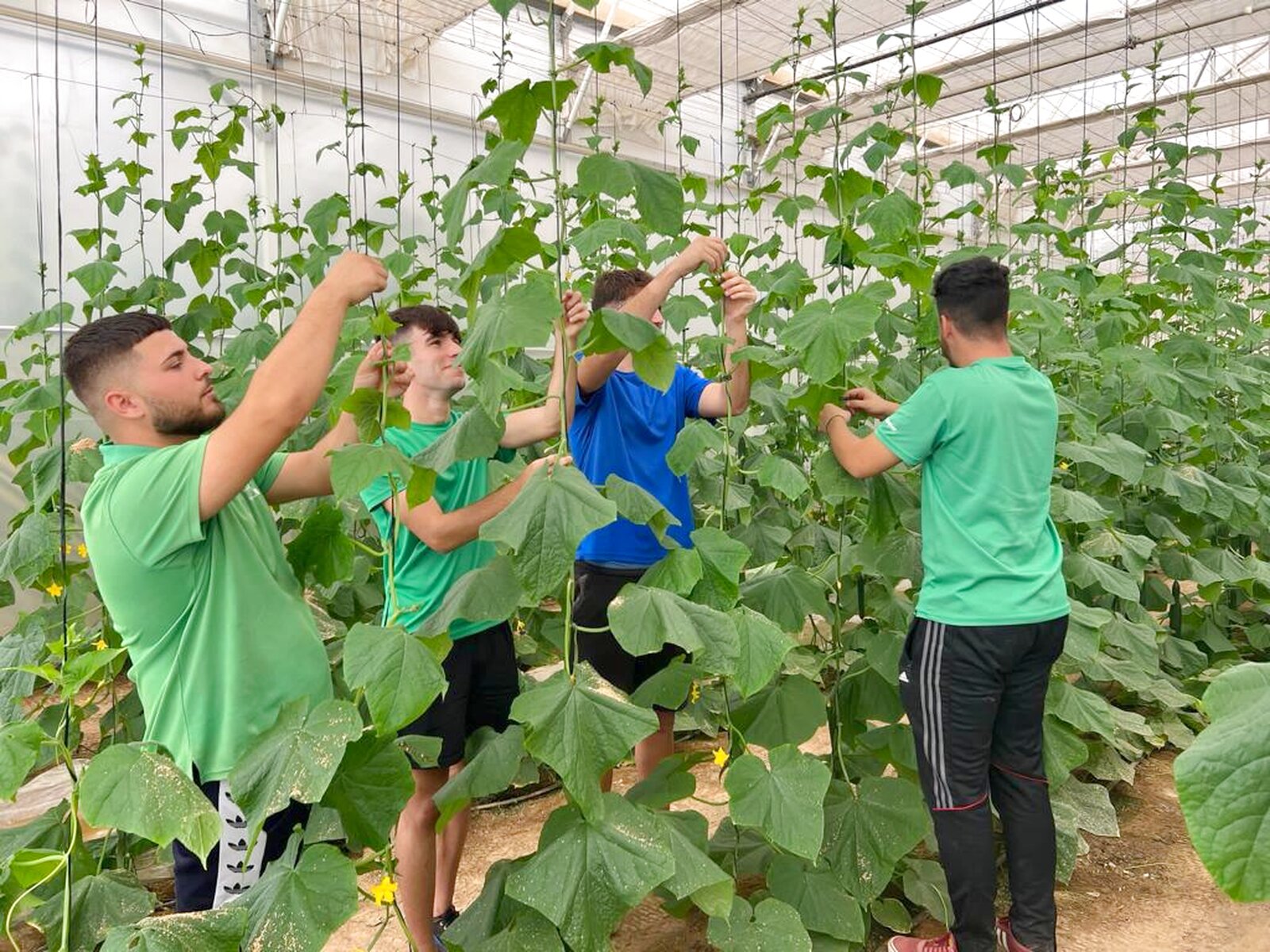 Entutorado de pepino largo en nave 1