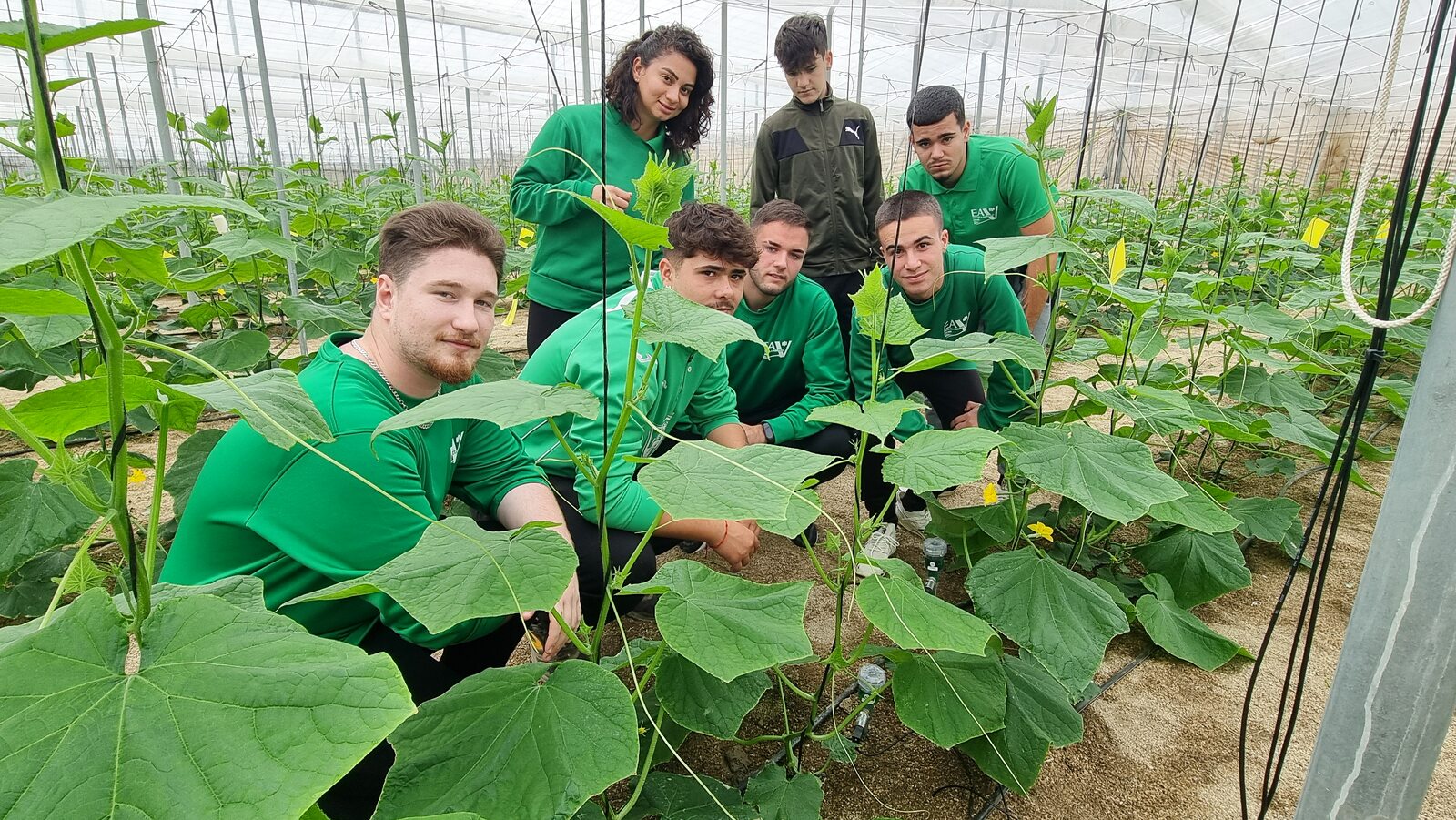 Prácticas de cultivo de pepino en tierra en nave 2
