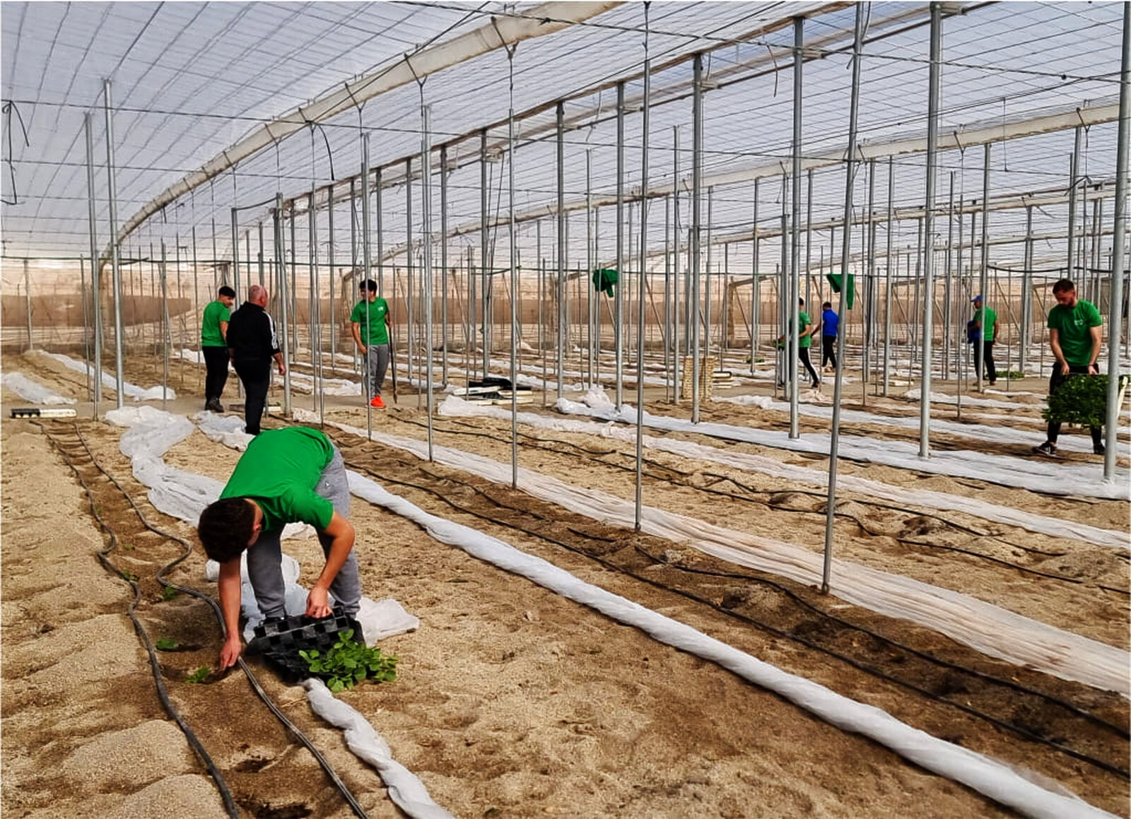 Plantando pepino largo en nave 2