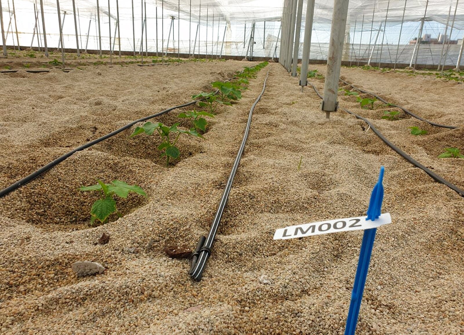 Identificación de variedad de pepino largo en nave 1