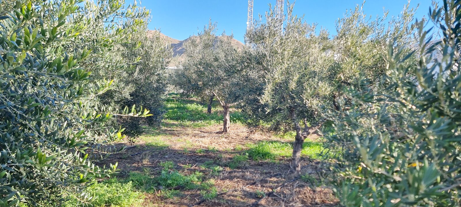 Olivar ecológico en EAV
