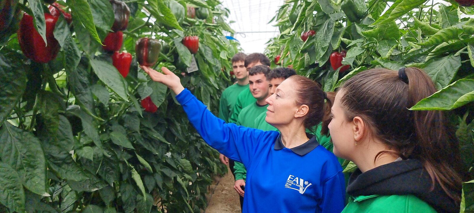 Clase práctica de cultivo de pimiento en nave 1