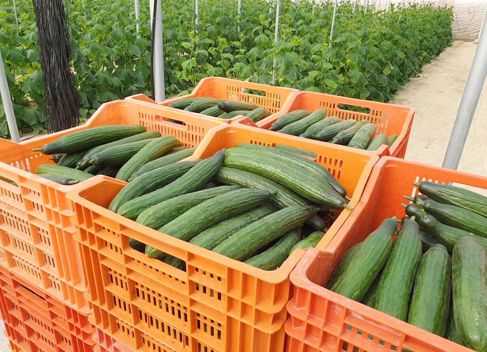 Recolección de pepino largo en nave 2