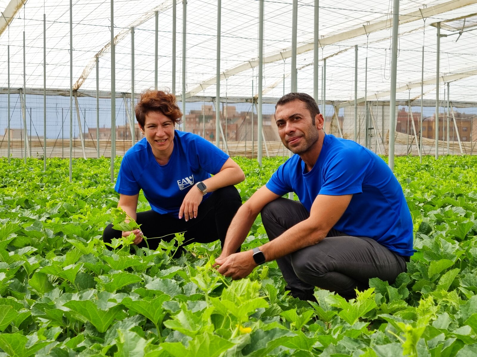 Cultivo de melón en nave 1