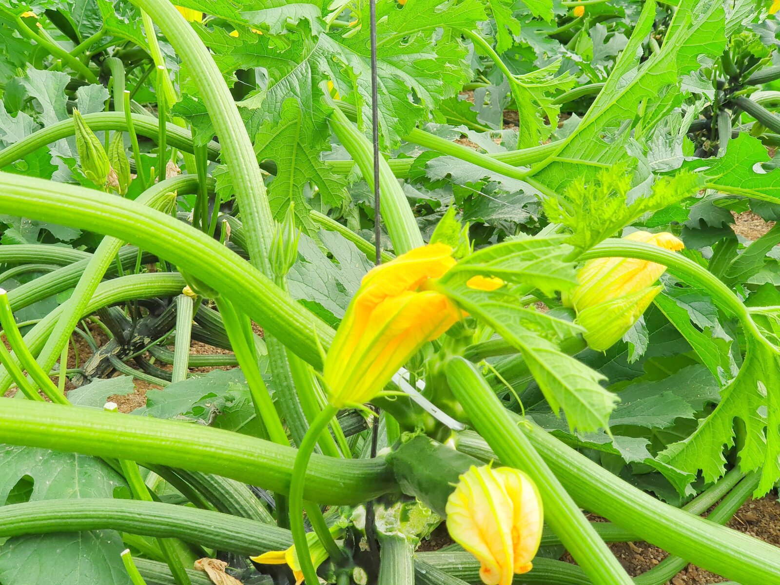 Detalle cultivo calabacín nave 3