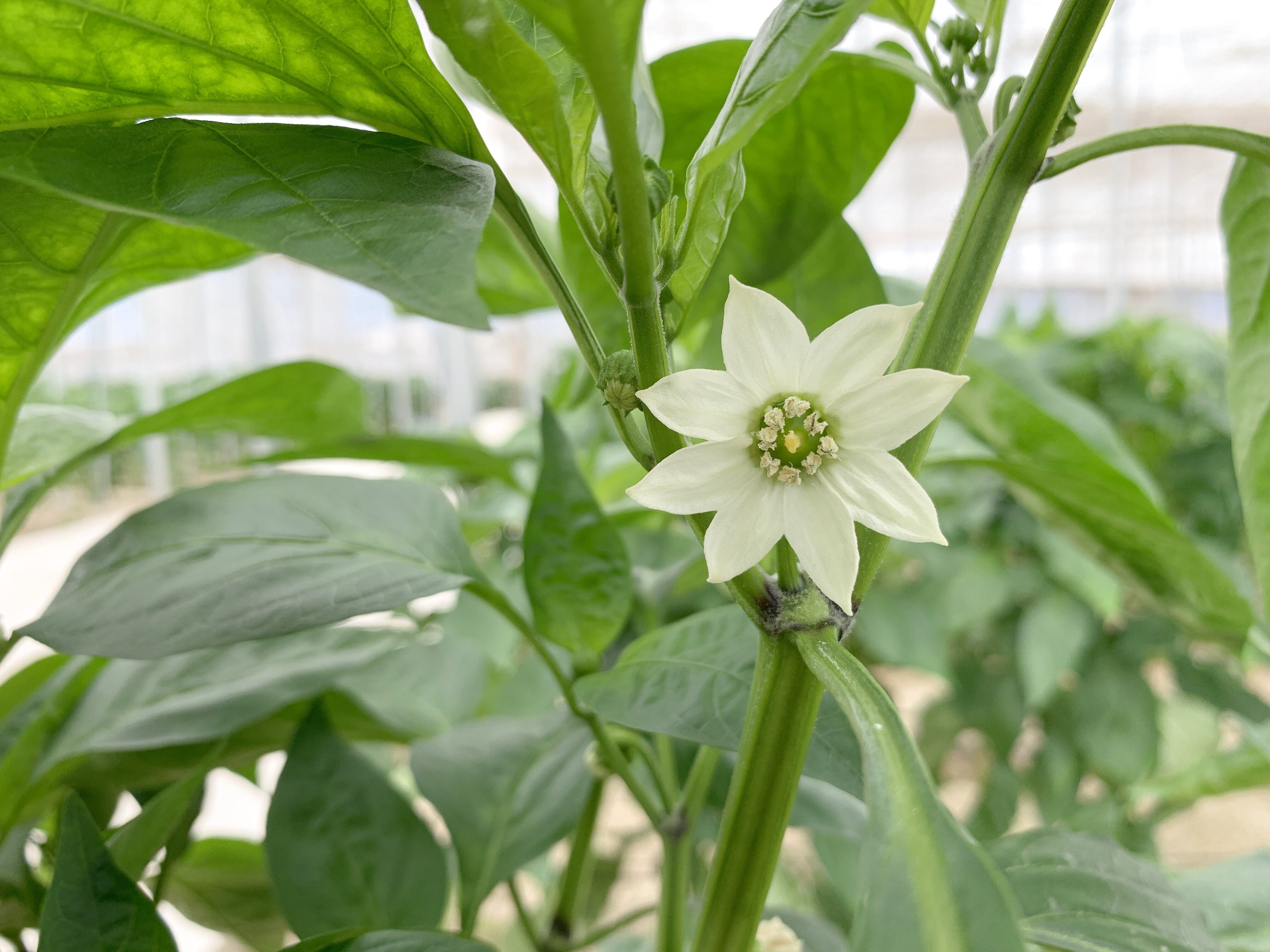 Detalle flor de pimiento california nave 1