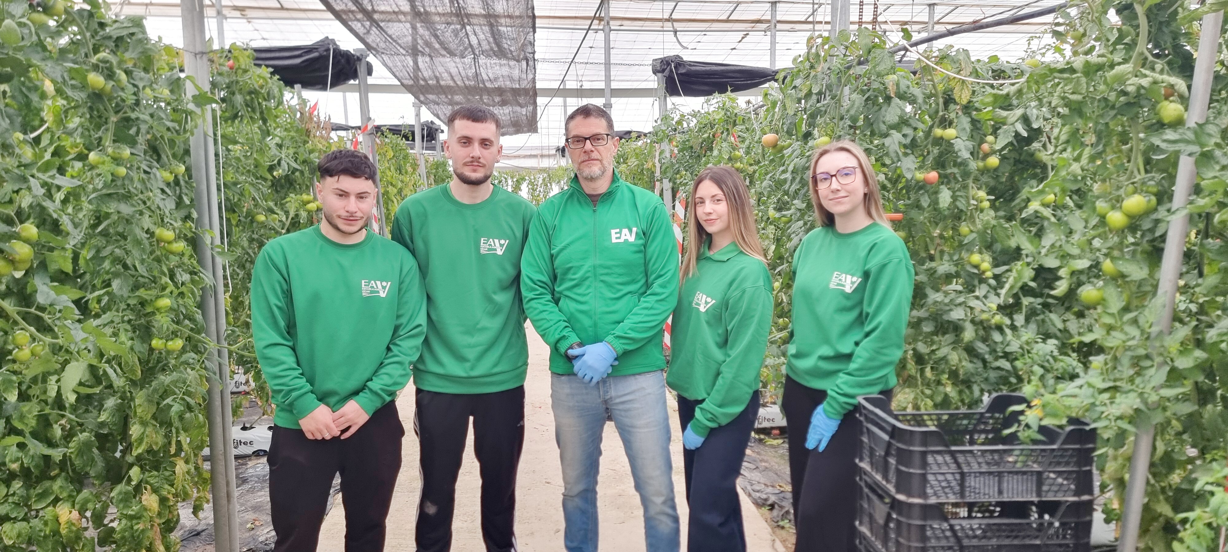 Práctica de Gestión de Cultivos en tomate nave 4