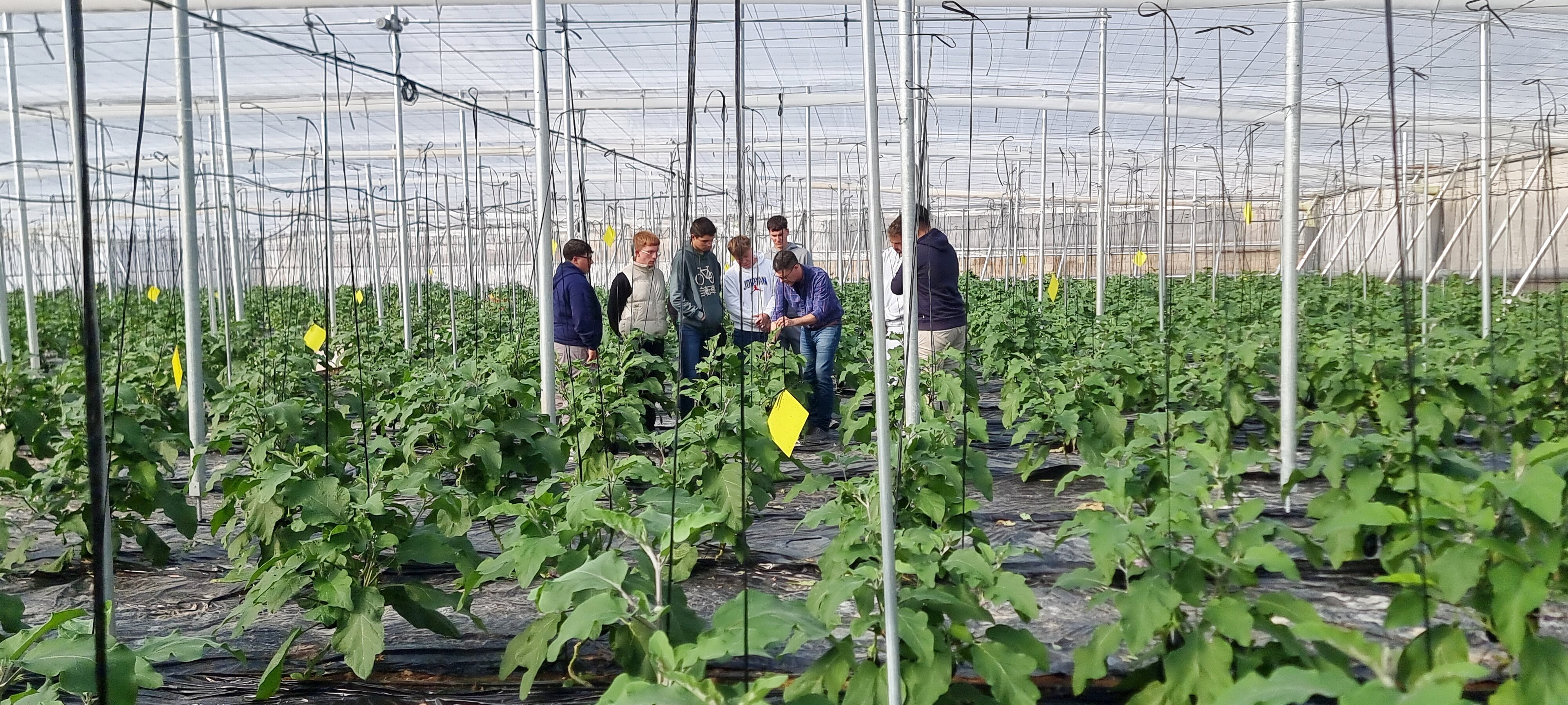 Práctica Producción Agraria cultivo berenjena nave 3