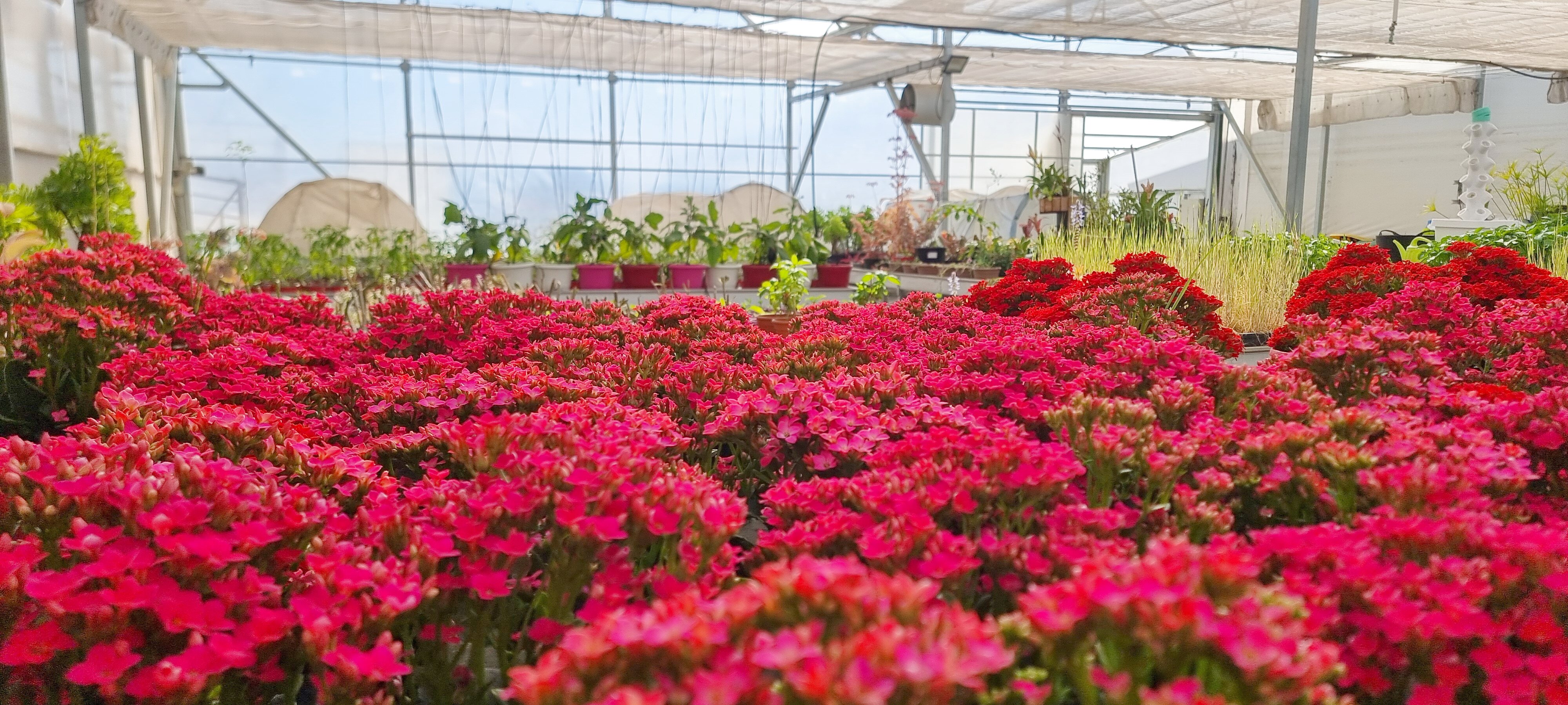 Producción de Kalanchoe en vivero escolar