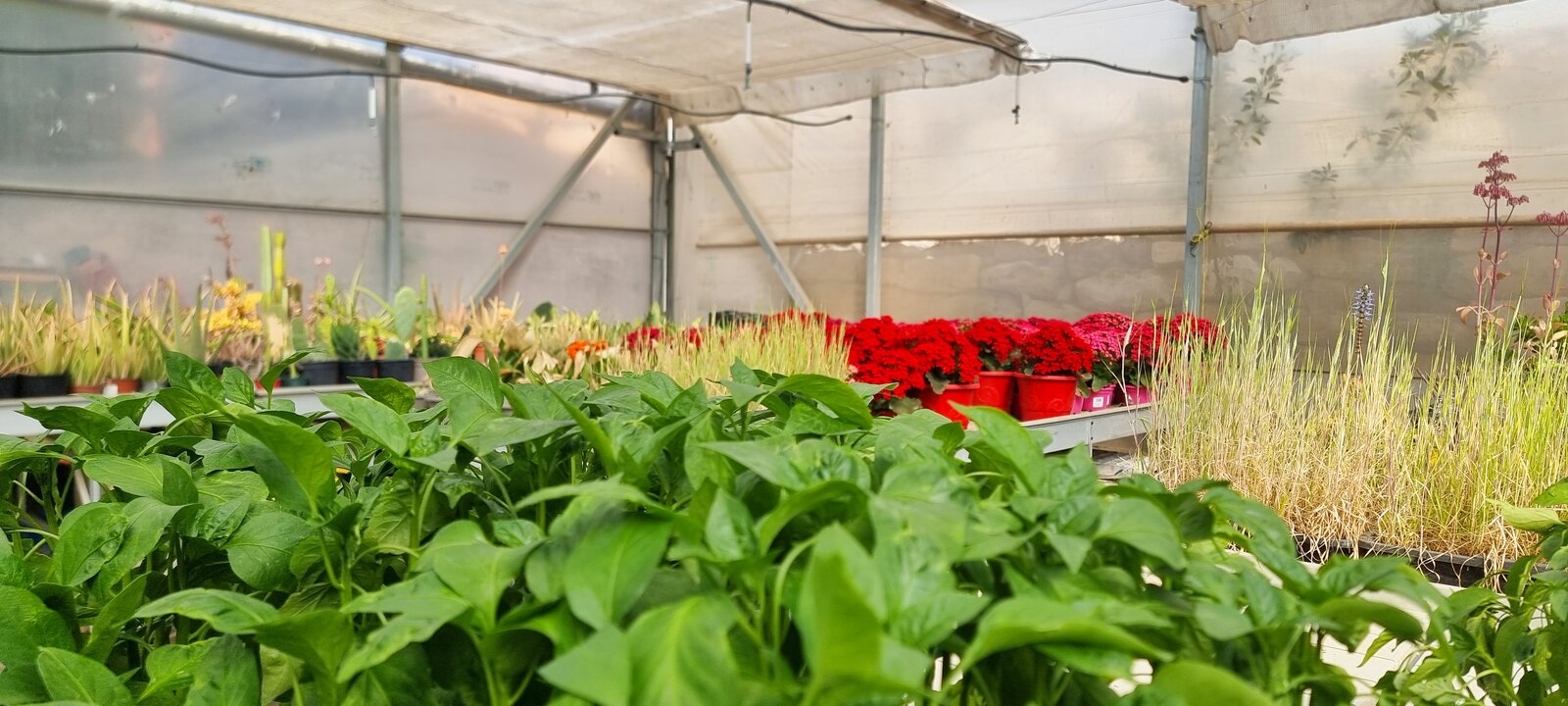 Producción de planta ornamental y hortícolas en vivero