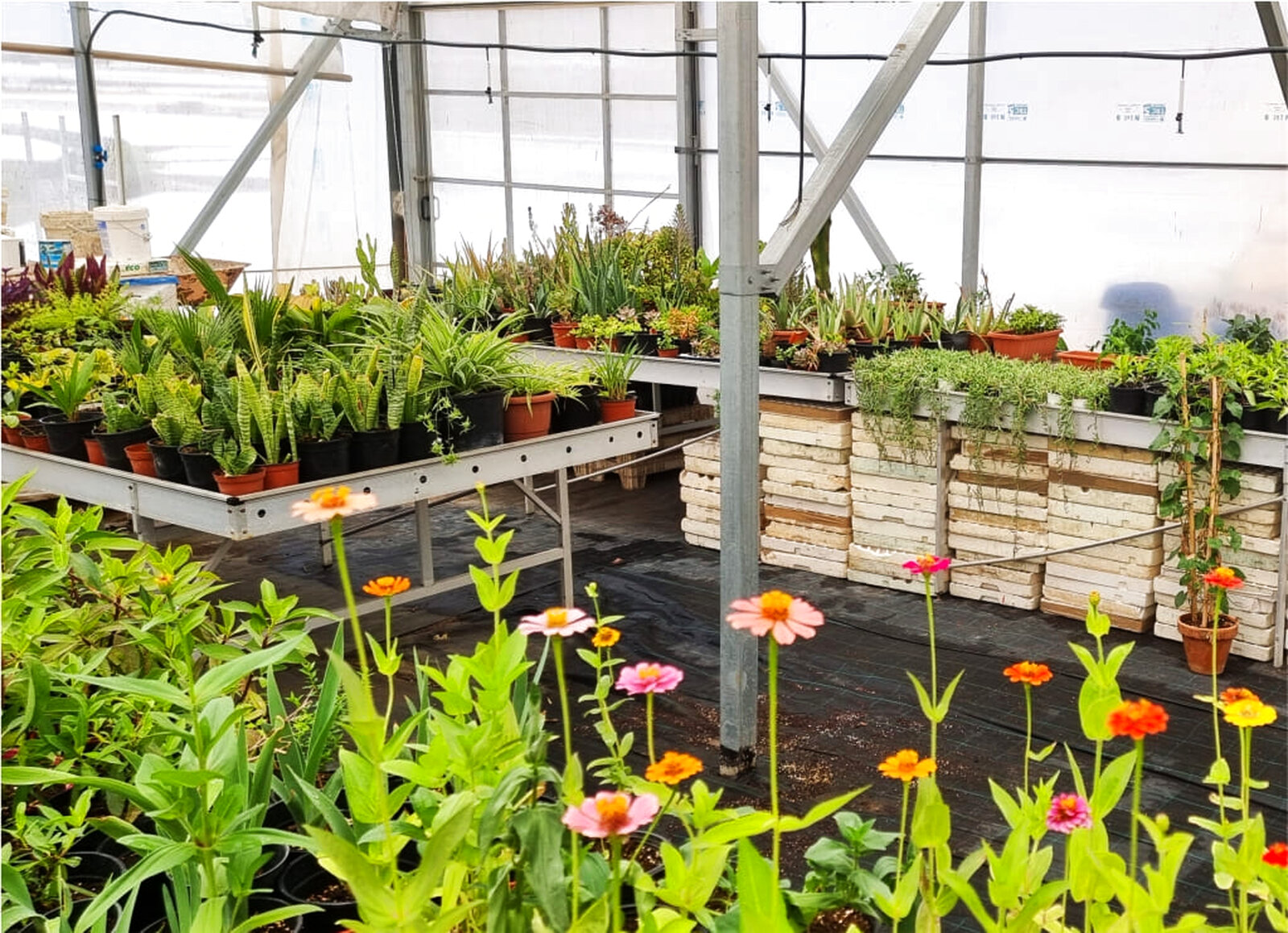 Producción de planta ornamental en vivero