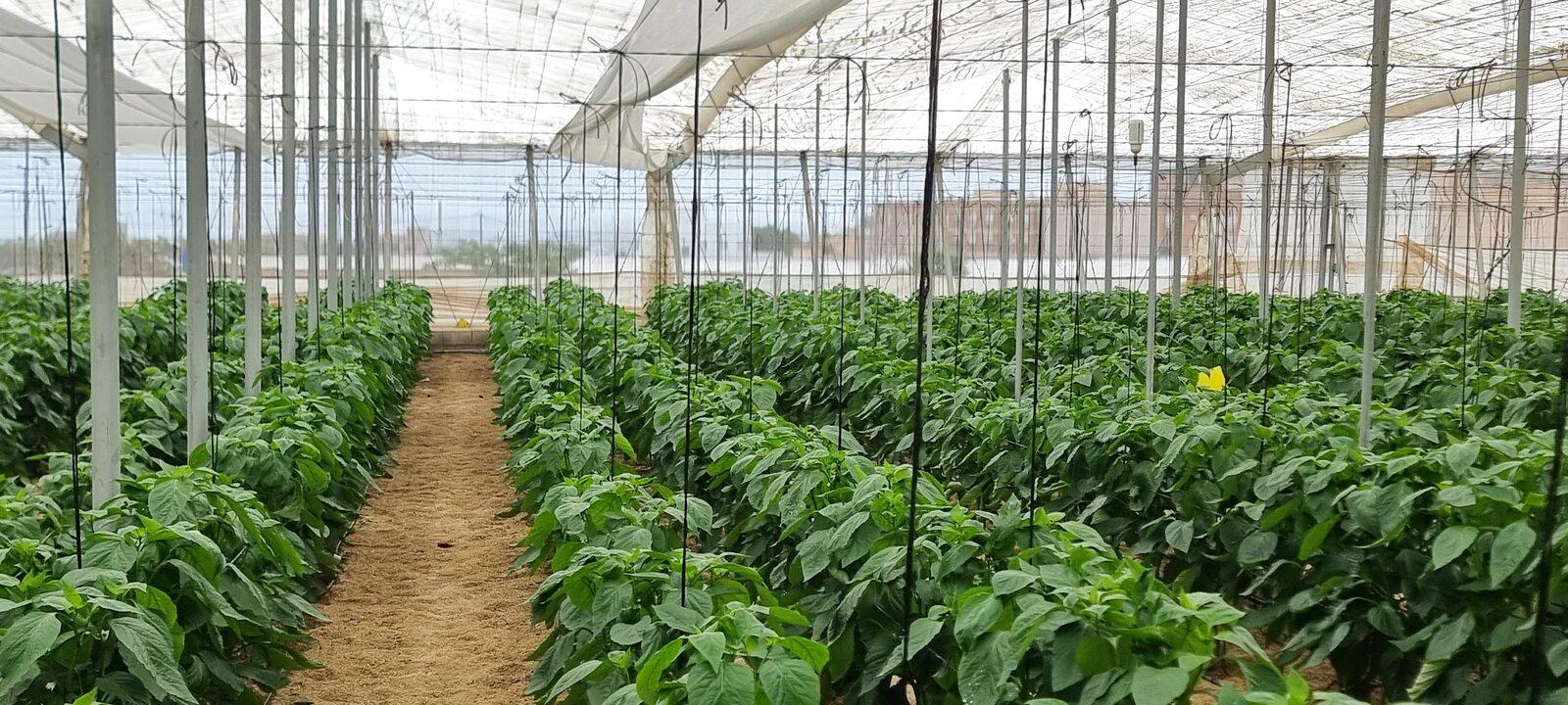 Vista interior nave 1 cultivo pimiento california