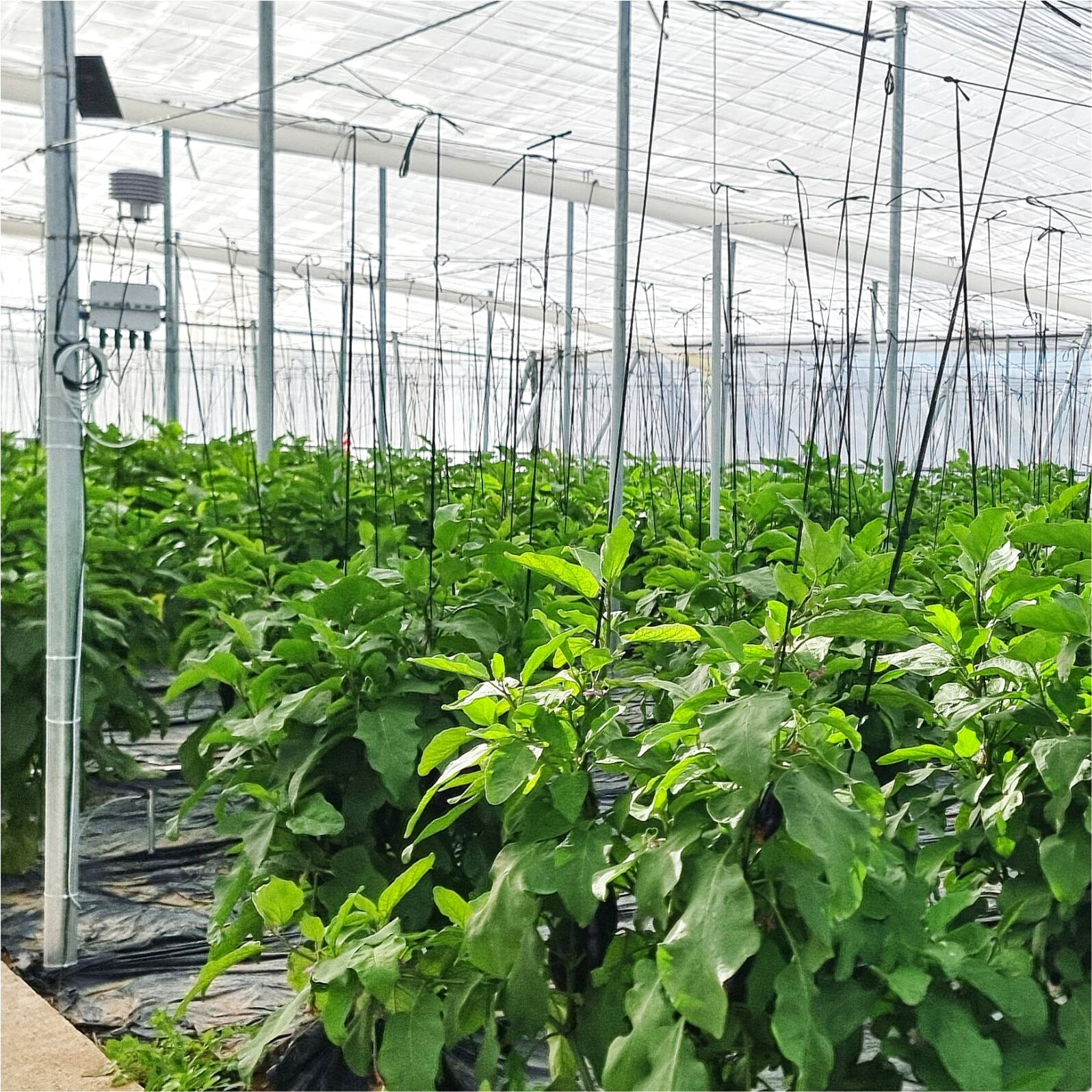Equipo de sensores de control climático en nave 3