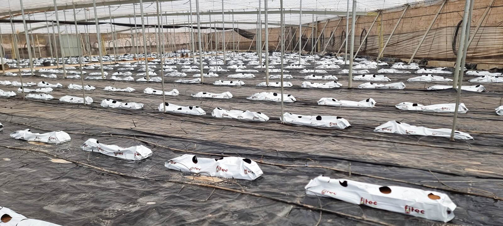 Preparación de nave 4 para cultivo hidropónico de tomate