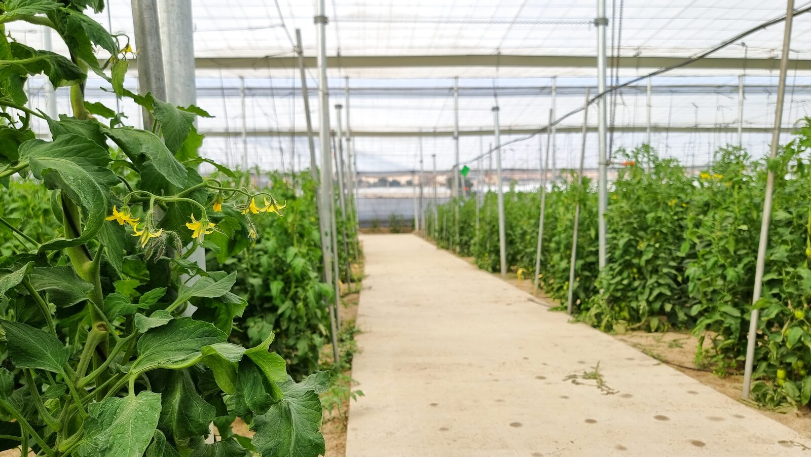 Vista interior de nave 4 con cultivo hidropónico de tomate