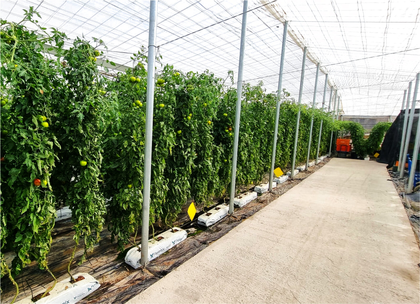 Ensayo de tomate en cultivo hidropónico en nave 4