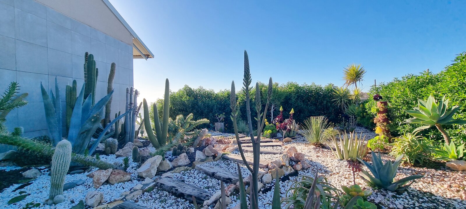 Jardín de cactus y plantas suculentas