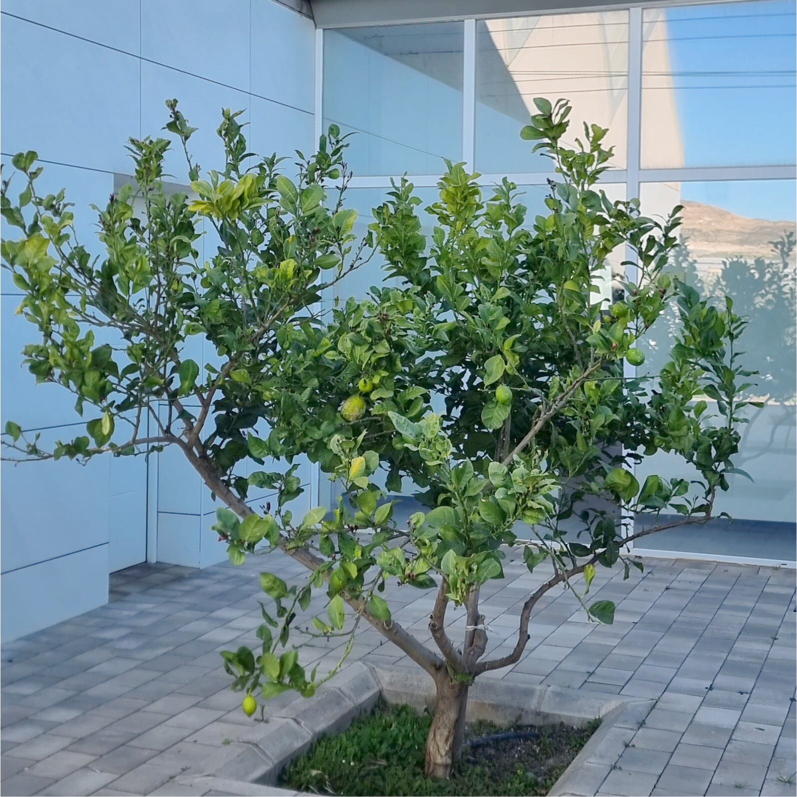 Limonero en patio exterior en edificio administrativo