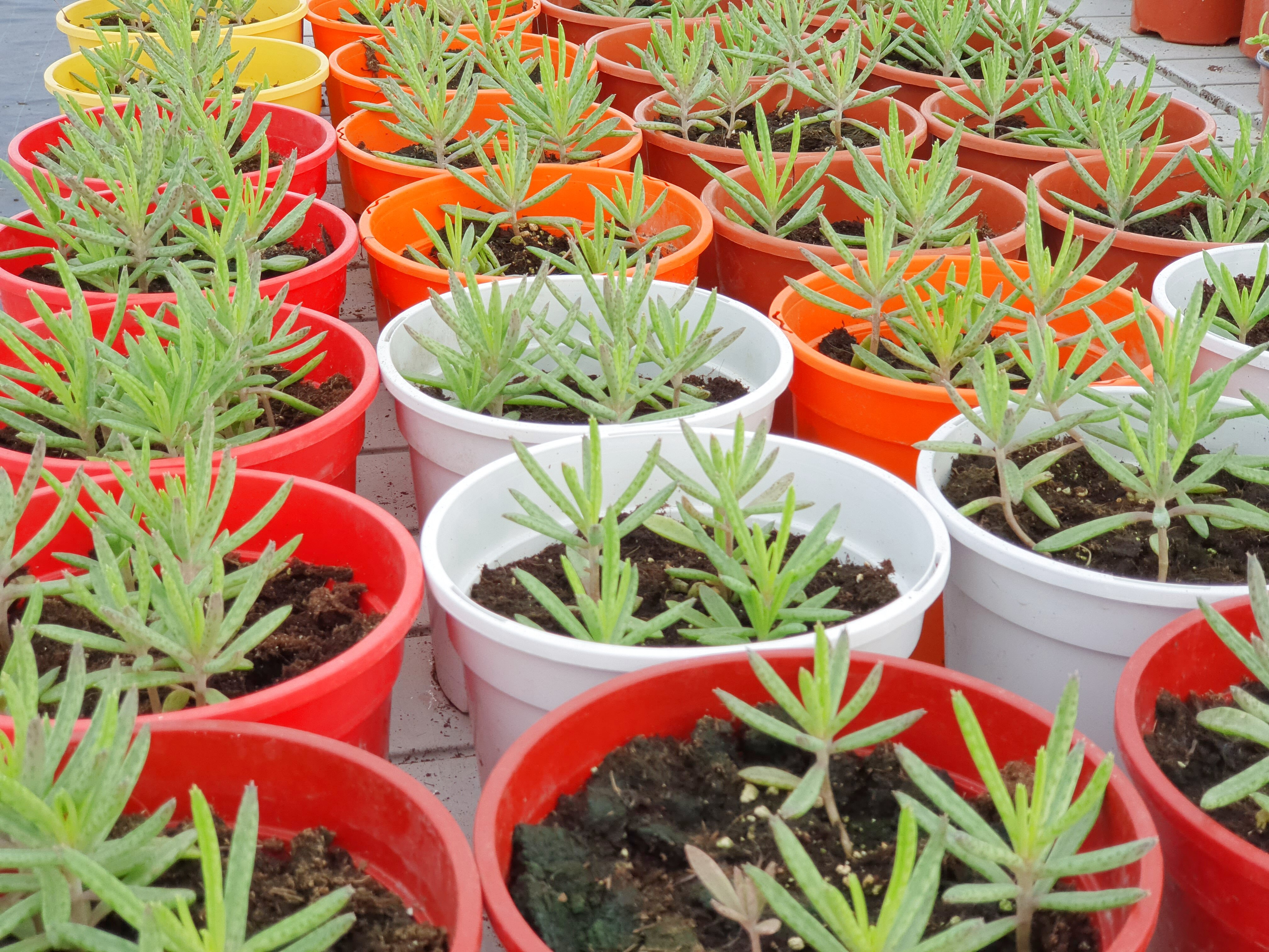 Producción de aromáticas en el vivero