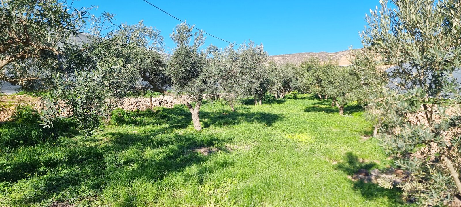 Manejo de suelo en olivar ecológico