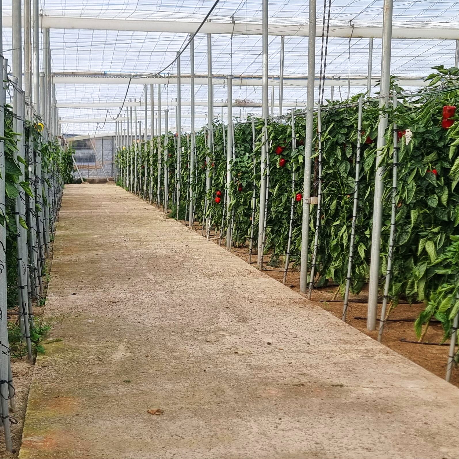 Pasillo en nave 1 con cultivo de pimiento california rojo