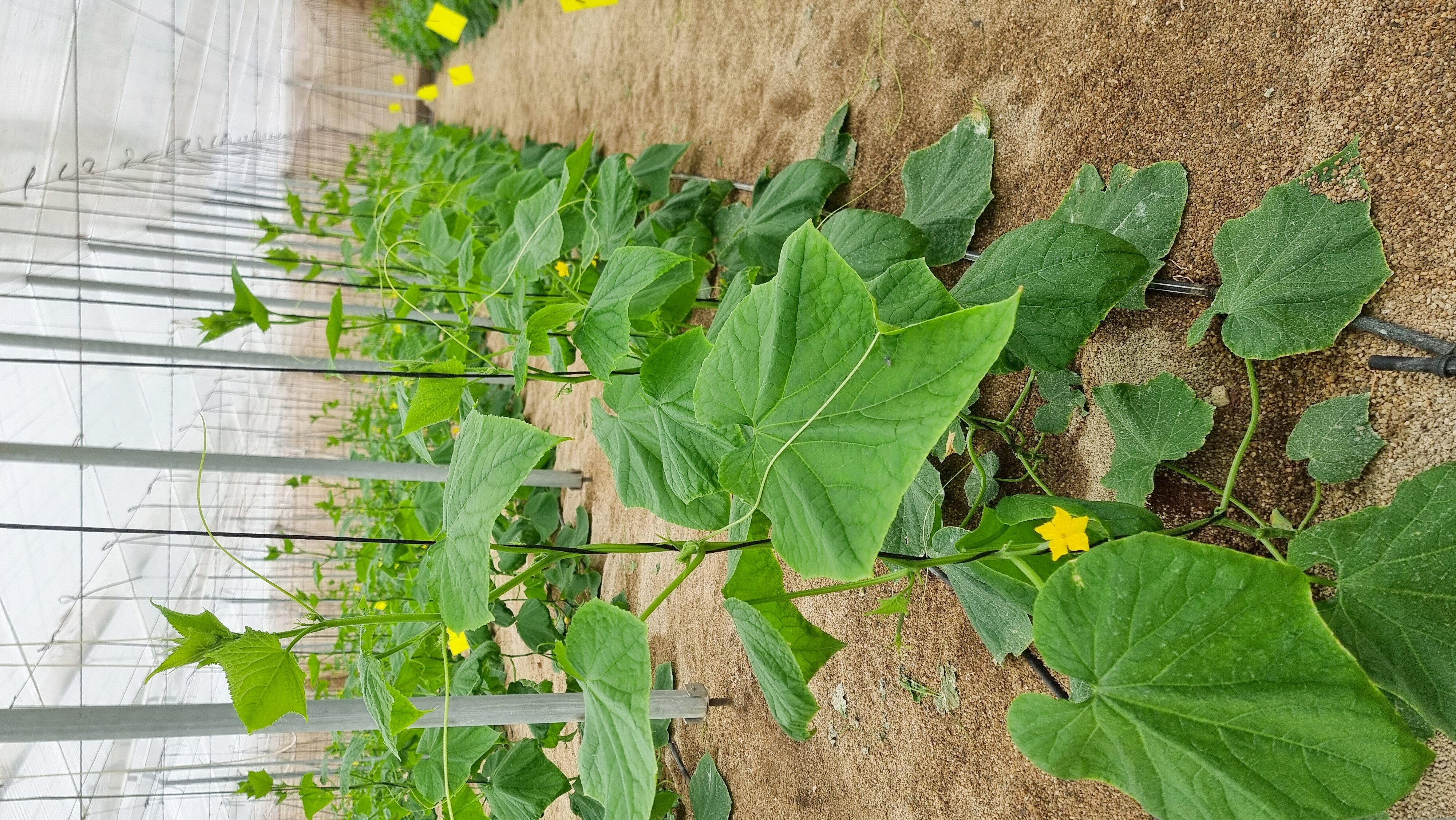Detalle de entutorado de pepino en nave 1