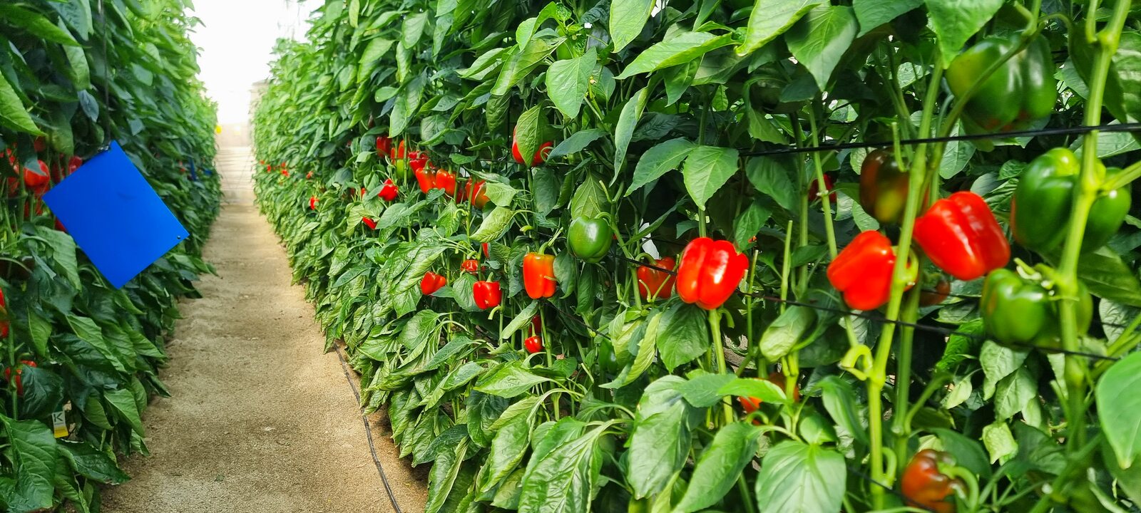 Linio de pimiento california rojo en enarenado de nave 1