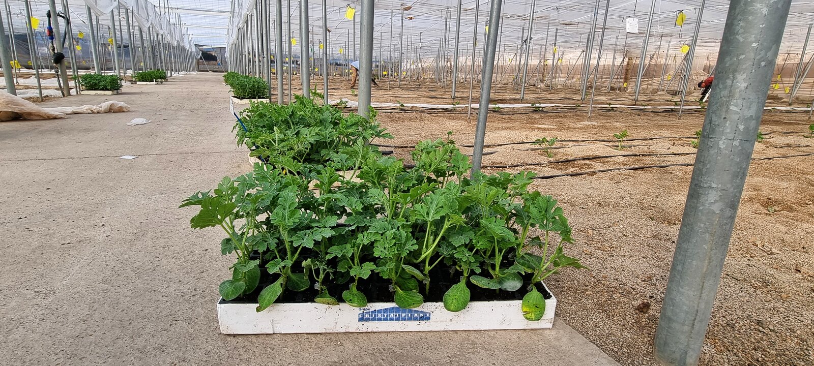 Distribución de plántulas de sandía para trasplante nave 1