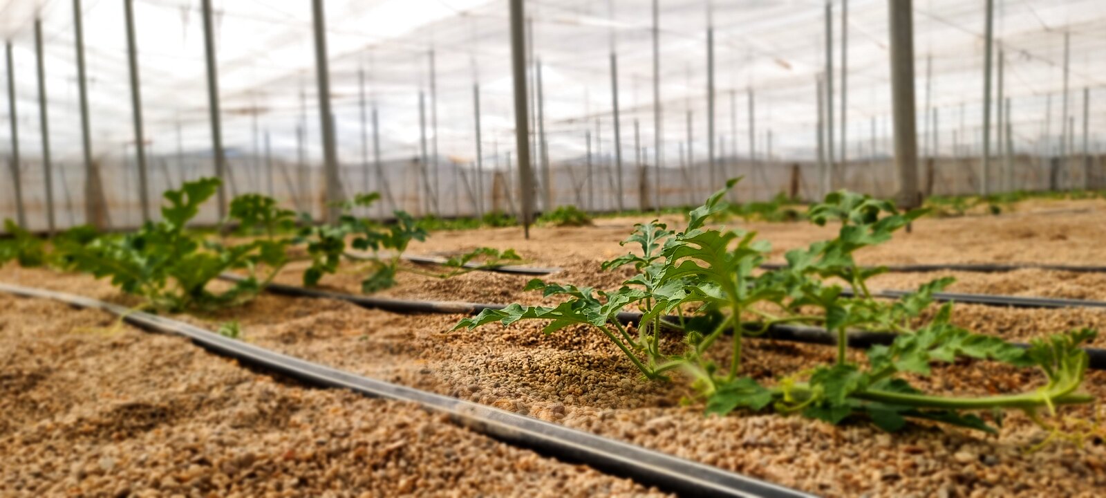Cultivo de sandía en nave 1