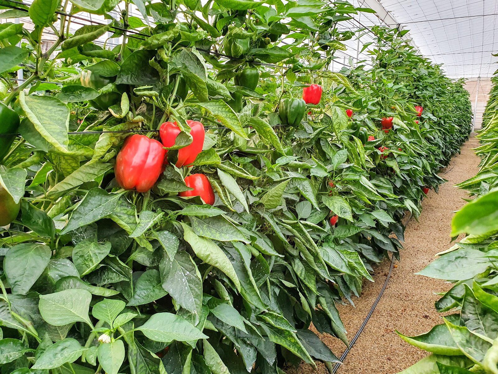 Cultivo enarenado de pimiento california rojo en nave 1