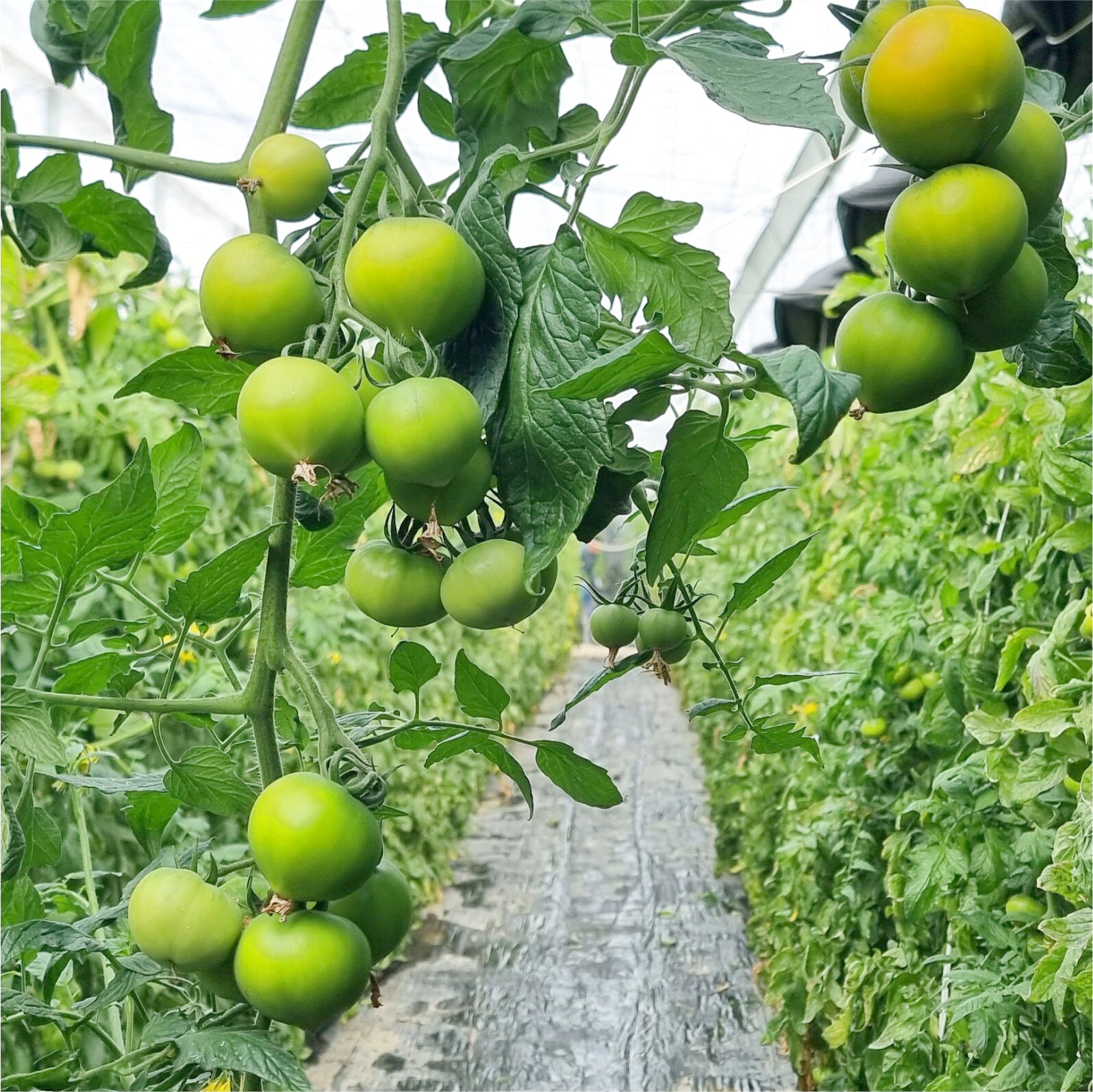 Ramos de tomates en hidropónico en nave 4