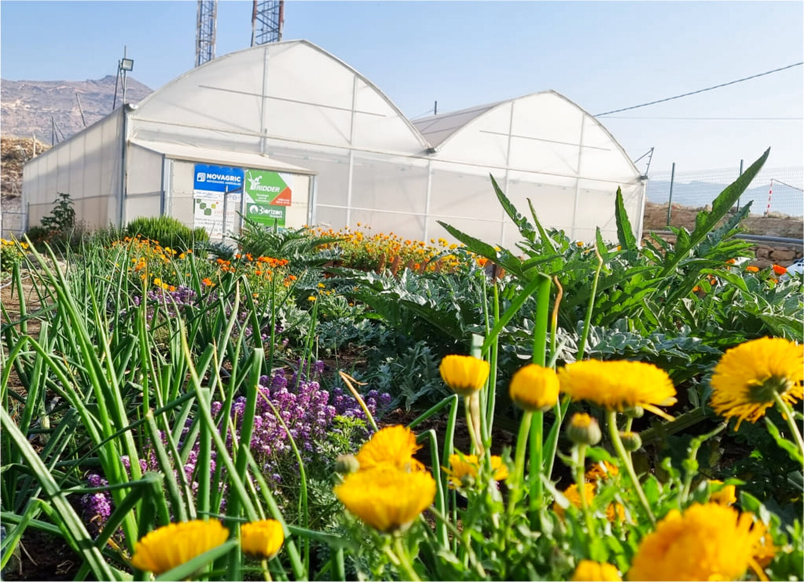 Seto de biodiversidad en huerto ecológico