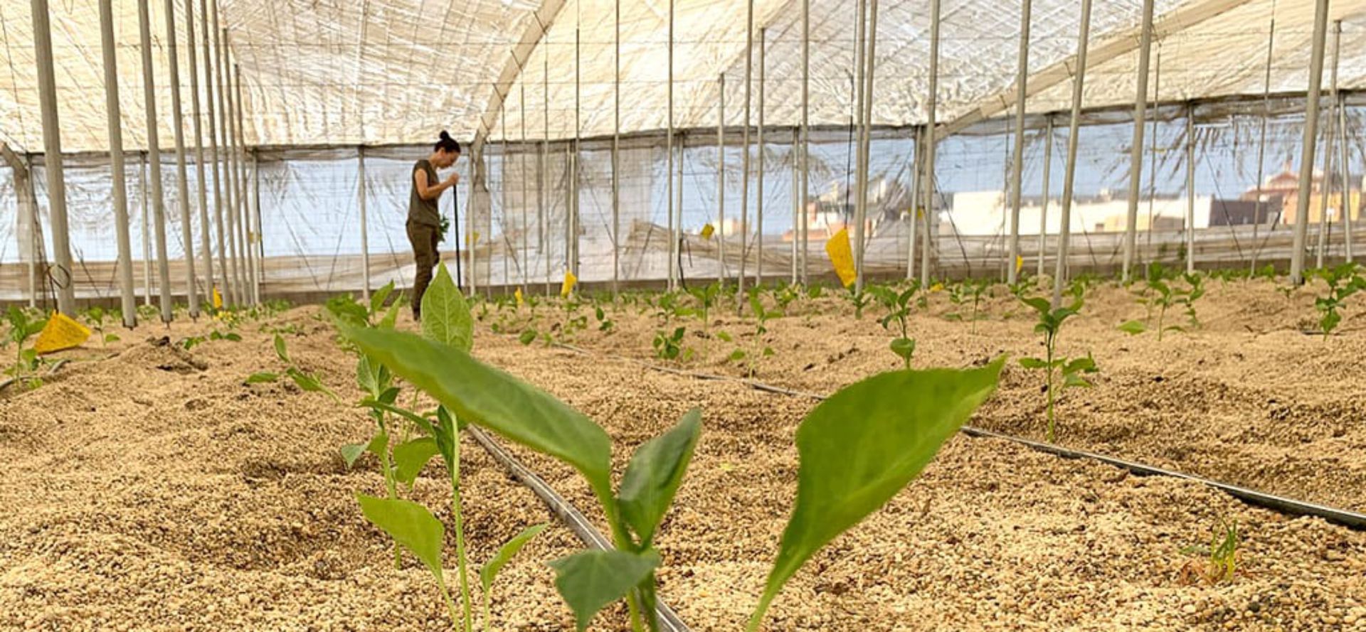 Students planting in greenhouse